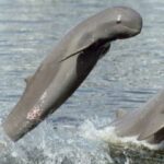 mahakam-e1613657413498-1-qu81eckdplago2cgm21pngfstcd64gvxo4abugz07m