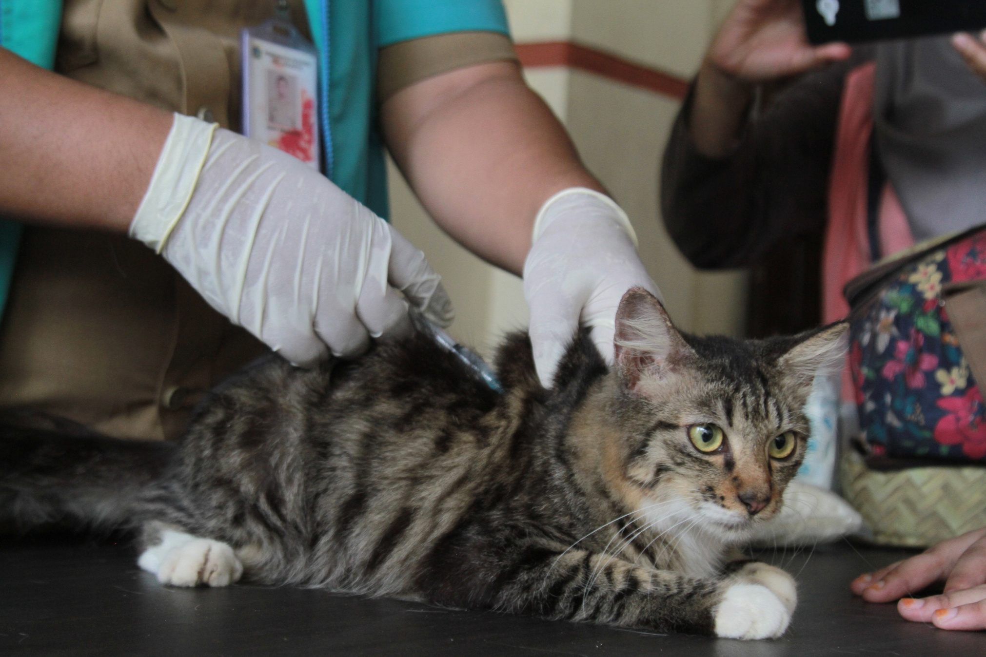 Pentingnya Vaksinasi untuk Hewan Peliharaan: Apa yang Perlu Anda Ketahui?