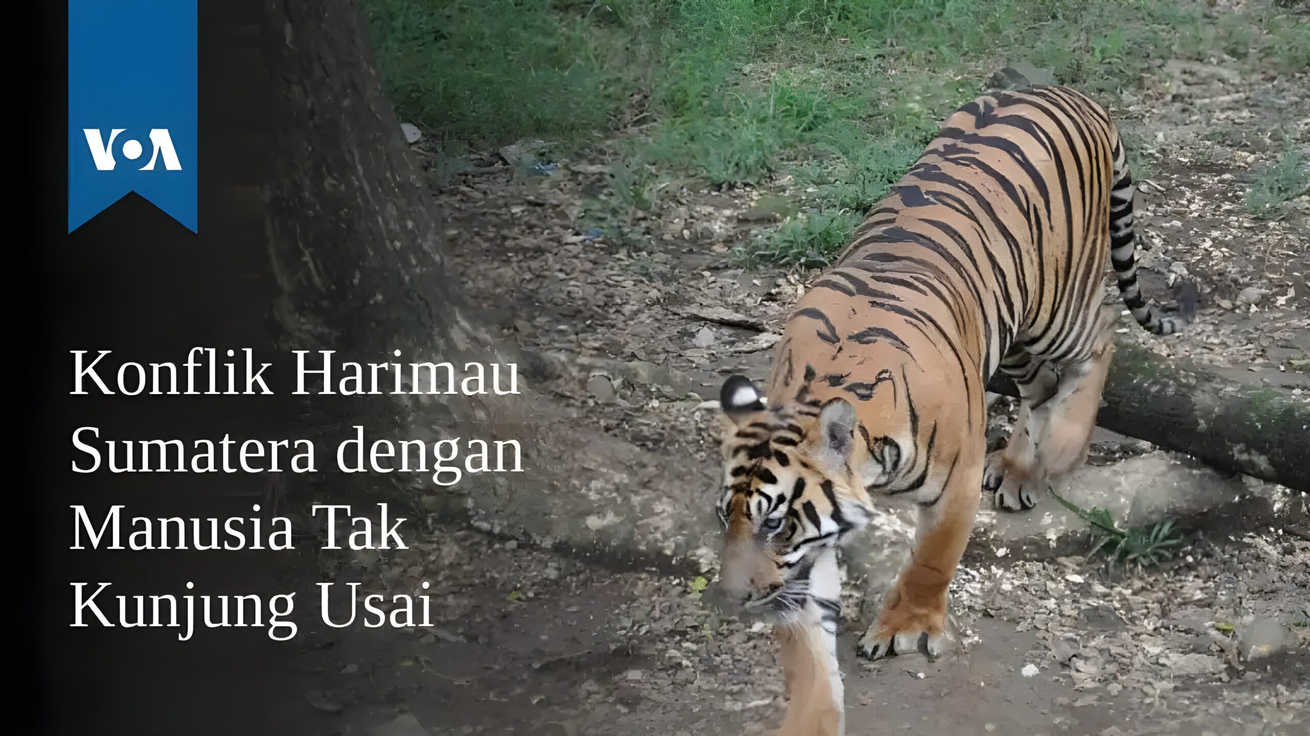 Harimau Sumatera vs Manusia: Upaya Mitigasi di Wilayah Pedalaman