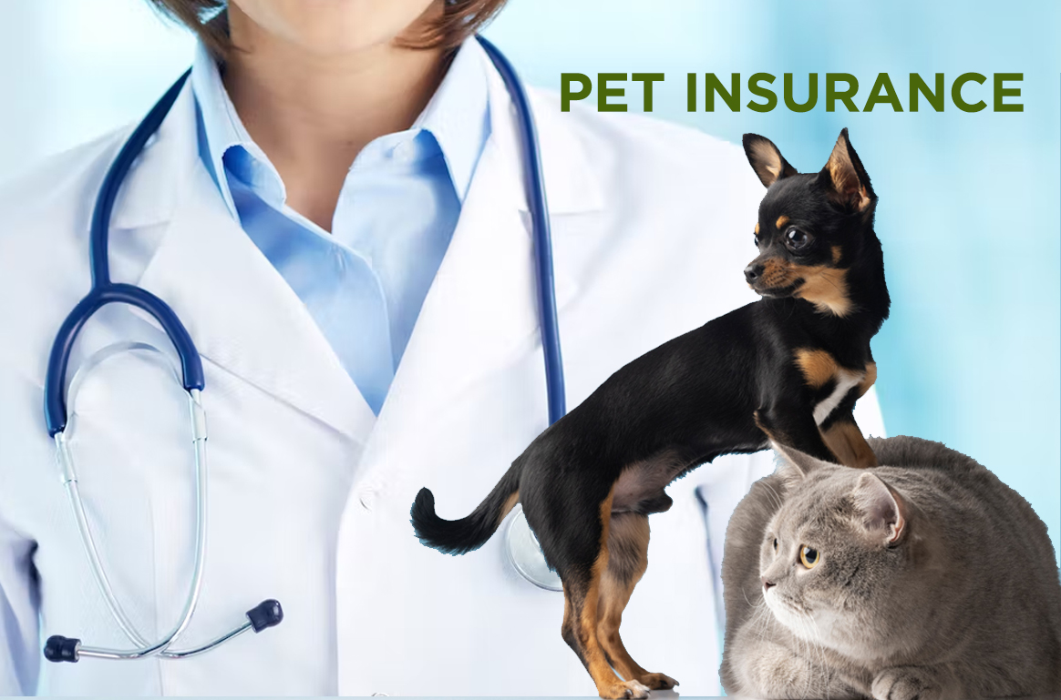 Pet Insurance di Indonesia: Perlukah? Ini Fakta Terbarunya