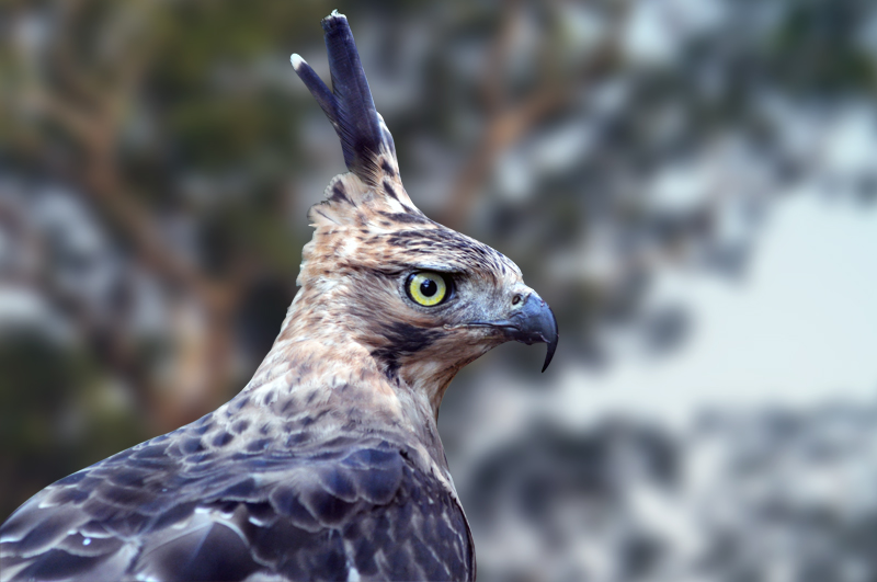 Program Rehabilitasi Elang Jawa: Langkah Nyata Pelestarian Satwa Endemik