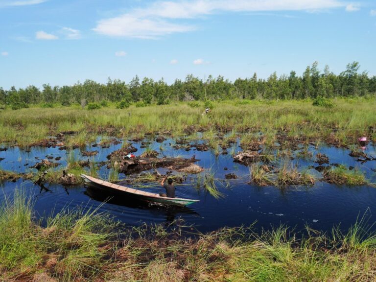 Mengenal Tanah Gambut: Fungsi, Ancaman, dan Upaya Konservasi di Sumatera