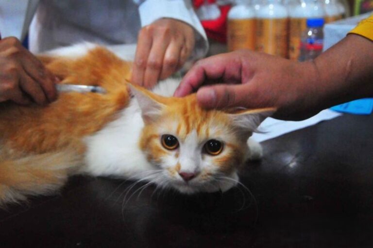 Waspada! Penyakit Musiman yang Sering Menyerang Hewan Peliharaan