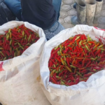 Petani Aceh Tengah Terpaksa Pikul Cabai ke Lhokseumawe Akibat Jalan Putus Pascabencana