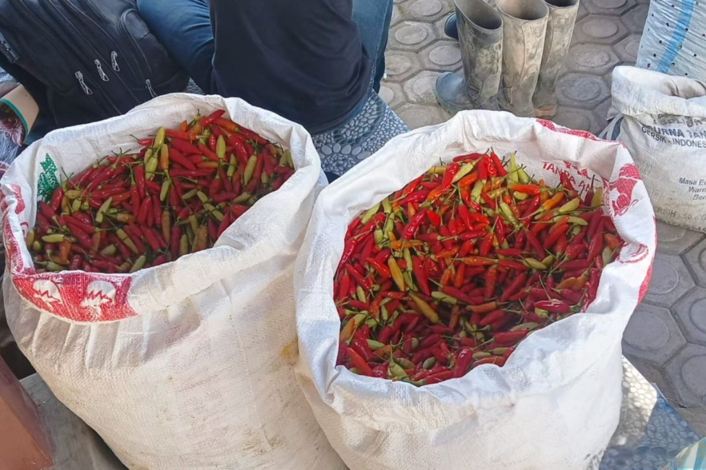 Petani Aceh Tengah Terpaksa Pikul Cabai ke Lhokseumawe Akibat Jalan Putus Pascabencana